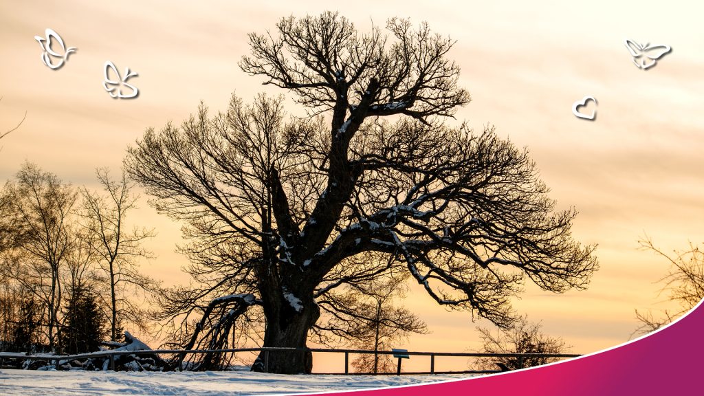 An image of a tree with no leaves in winter. The tree and ground is covered in snow and the image appears to have been taken at sunset. There are icons of butterflies and a heart.